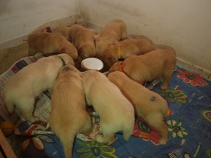 Dual-Golden-Retriever