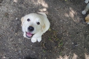 Dual-Golden-Retriever