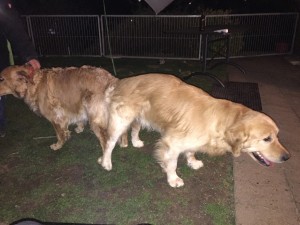 Dual-Golden-Retriever