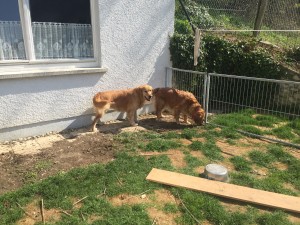 Dual-Golden-Retriever