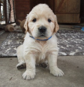 Dual Golden Retriever