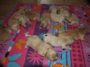 Dual-Golden-Retriever