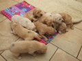 Dual Golden Retriever