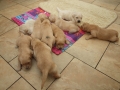 Dual Golden Retriever
