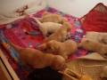 Dual Golden Retriever