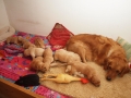 Dual Golden Retriever