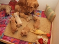 Dual Golden Retriever