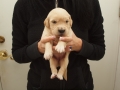 Dual Golden Retriever Hündin blau