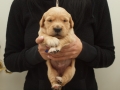 Dual Golden Retriever Hündin orange