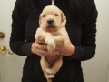 Dual Golden Retriever Hündin rosa