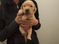 Dual Golden Retriever Rüde gelb