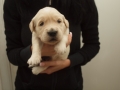 Dual Golden Retriever Rüde grün