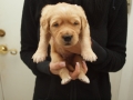 Dual Golden Retriever Rüde rot