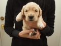 Dual Golden Retriever Rüde schwarz