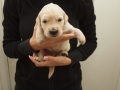 Dual Golden Retriever Rüde blau