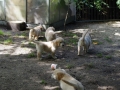 Dual-Golden-Retriever