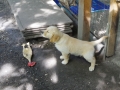 Dual-Golden-Retriever