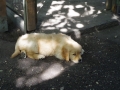 Dual-Golden-Retriever
