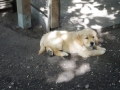 Dual-Golden-Retriever