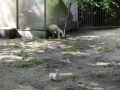 Dual-Golden-Retriever