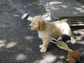 Dual-Golden-Retriever