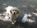 Dual-Golden-Retriever