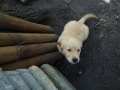 Dual-Golden-Retriever