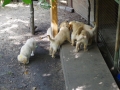 Dual-Golden-Retriever