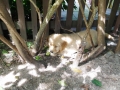 Dual-Golden-Retriever