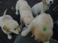 Dual-Golden-Retriever