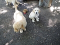 Dual-Golden-Retriever