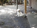 Dual-Golden-Retriever
