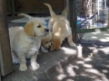 Dual-Golden-Retriever