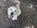 Dual-Golden-Retriever