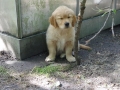 Dual-Golden-Retriever
