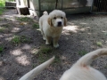 Dual-Golden-Retriever