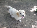 Dual-Golden-Retriever