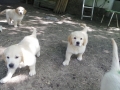Dual-Golden-Retriever