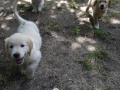 Dual-Golden-Retriever