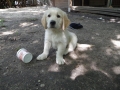 Dual-Golden-Retriever