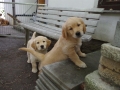 Dual-Golden-Retriever