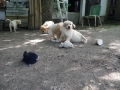 Dual-Golden-Retriever
