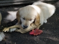 Dual-Golden-Retriever