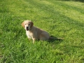 Dual-Golden-Retriever