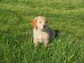 Dual-Golden-Retriever