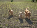 Dual-Golden-Retriever