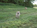 Dual-Golden-Retriever