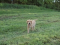 Dual-Golden-Retriever