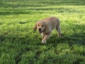 Dual-Golden-Retriever