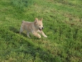 Dual-Golden-Retriever